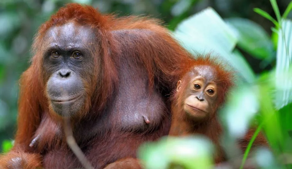 El aceite importado por el Estado español proviene, en su mayor parte, de Indonesia y Malasia, donde su cultivo es la principal causa de deforestación, desplazamiento de poblaciones y desaparición de especies amenazadas