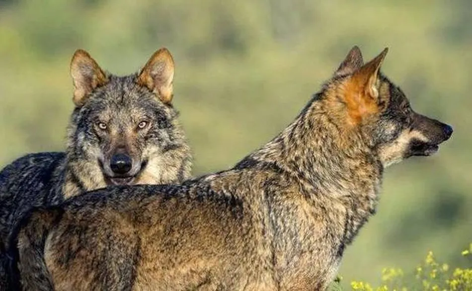 El lobo protagoniza más de 2.000 ataques y más de 4.000 animales muertos al año / El Norte