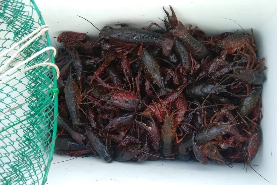 Foto 5 - Los jubilados de la Asociaci&oacute;n San Isidro disfrutan de la pesca en el embalse de Santa Teresa  