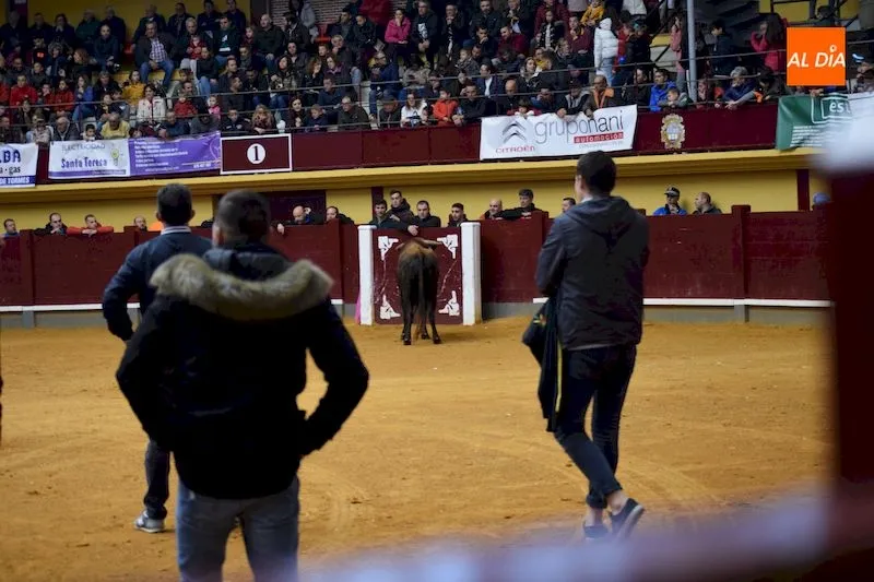 Foto 2 - Alba de Tormes disfruta de su &uacute;ltimo encierro de fiestas bajo la lluvia