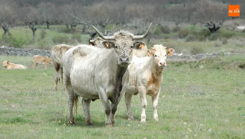 El ganado para vida recuperó el pulso en esta sesión del mercado de ganado de Salamanca / CORRAL