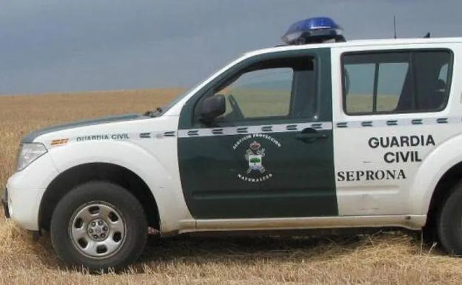El Seprona de la Guardia Civil de Ávila han investigado en las últimas semanas a nueve personas en cuatro intervenciones