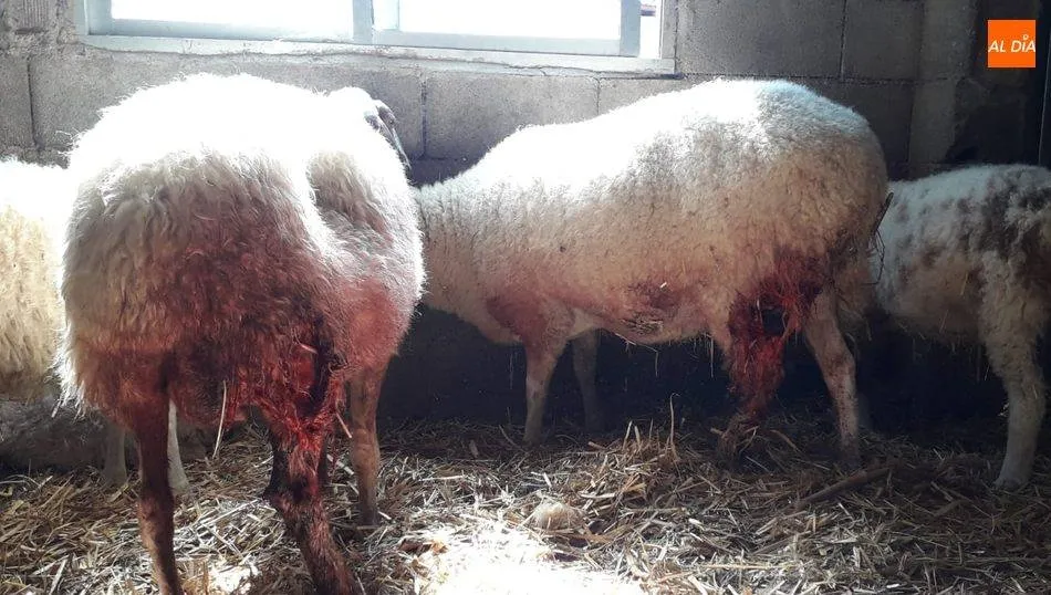 Foto 2 - Asaja Salamanca alerta sobre los incesantes ataques de lobo en Sobradillo