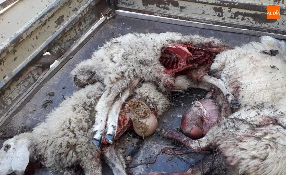 Una de las ovejas muertas a principios de mes