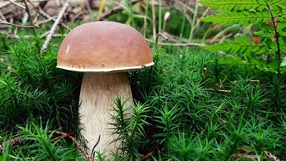 Boletus Edulis, una de las setas más deseadas