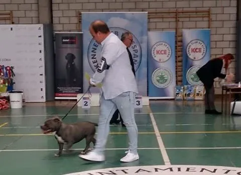 Foto 6 - Buenos resultados para los criadores mirobrigenses en la Exposici&oacute;n Nacional Canina de Coria  