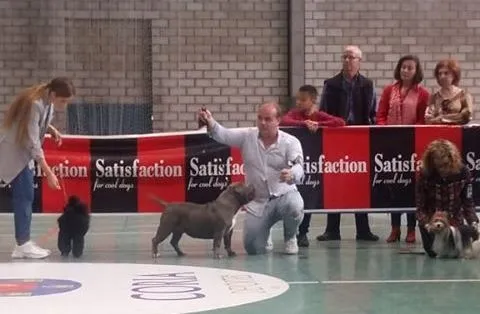 Foto 5 - Buenos resultados para los criadores mirobrigenses en la Exposici&oacute;n Nacional Canina de Coria  