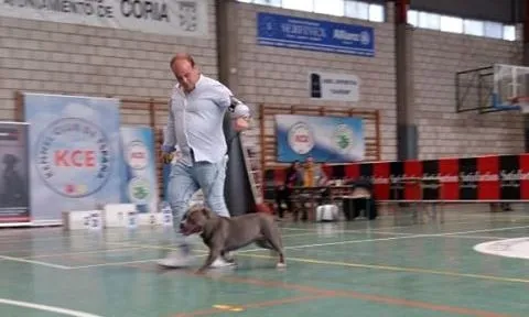 Foto 7 - Buenos resultados para los criadores mirobrigenses en la Exposici&oacute;n Nacional Canina de Coria  