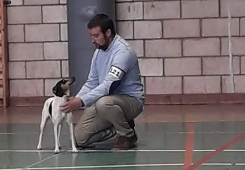 Foto 4 - Buenos resultados para los criadores mirobrigenses en la Exposici&oacute;n Nacional Canina de Coria  