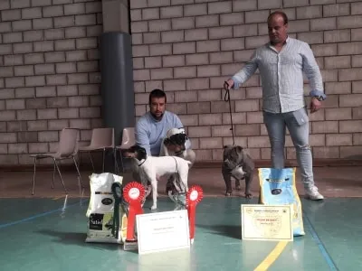 Foto 3 - Buenos resultados para los criadores mirobrigenses en la Exposici&oacute;n Nacional Canina de Coria  