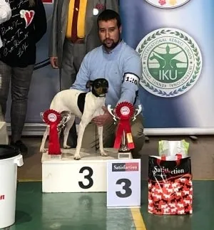 Foto 2 - Buenos resultados para los criadores mirobrigenses en la Exposici&oacute;n Nacional Canina de Coria  