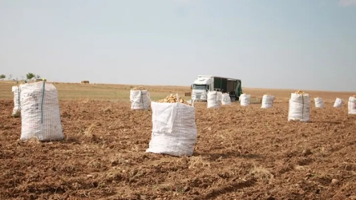Se mantienen los precios prácticamente en todas las variedades que quedan en tierra
