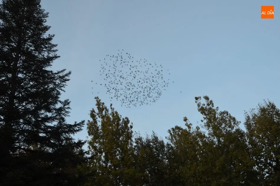 Foto 6 - El Ayuntamiento prueba con drones para espantar a los estorninos del parque municipal