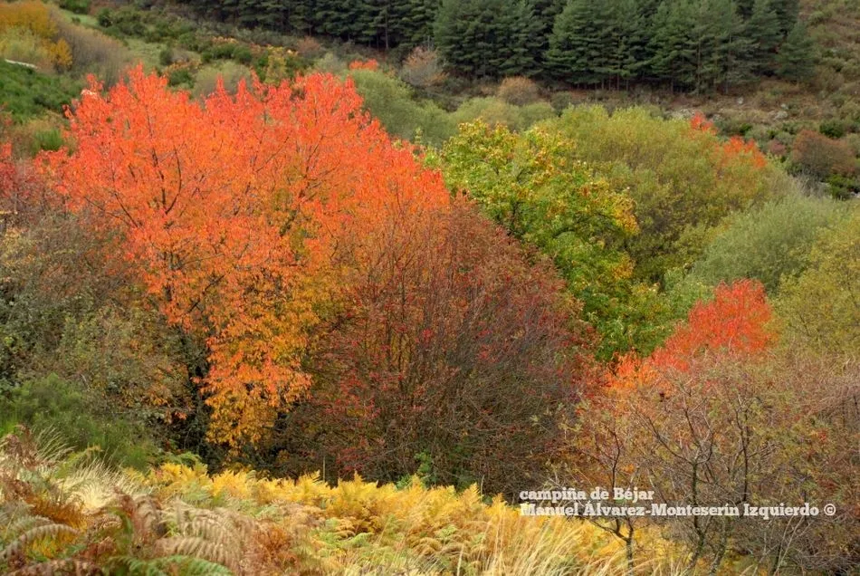 Foto 5 - El oto&ntilde;o despliega su paleta de colores en la campi&ntilde;a que rodea B&eacute;jar