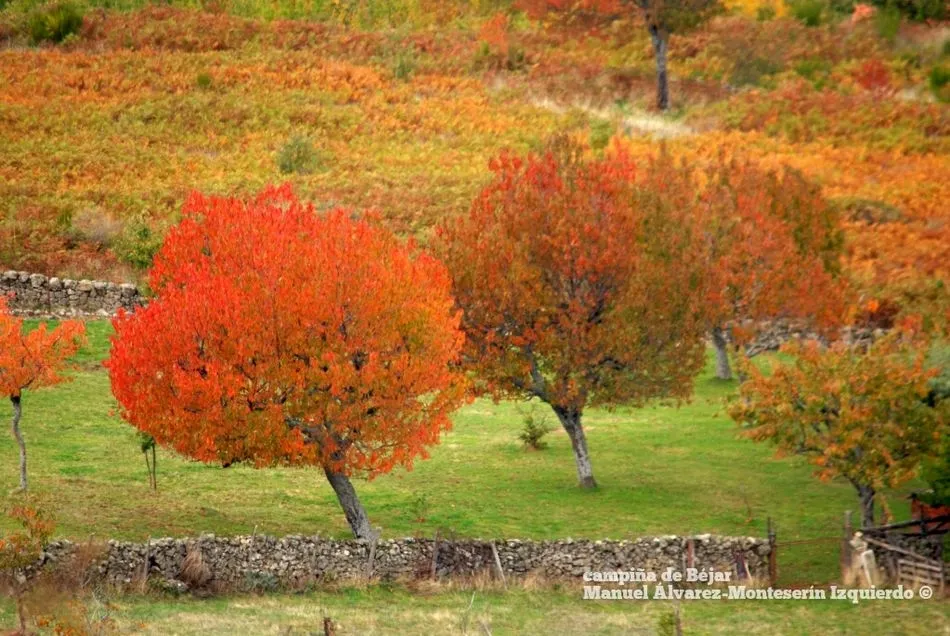 Foto 4 - El oto&ntilde;o despliega su paleta de colores en la campi&ntilde;a que rodea B&eacute;jar