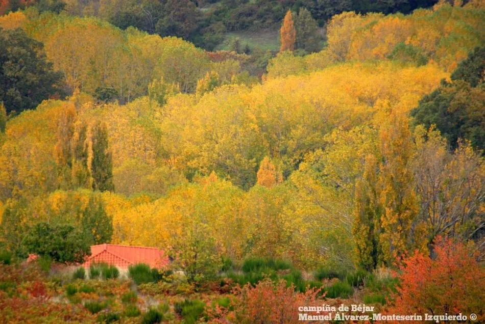 Foto 2 - El oto&ntilde;o despliega su paleta de colores en la campi&ntilde;a que rodea B&eacute;jar
