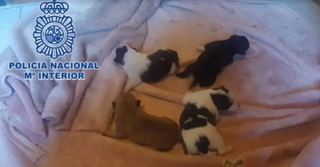 Detenida una mujer tras intentar matar cuatro cachorros de perro metiéndolos en el congelador
