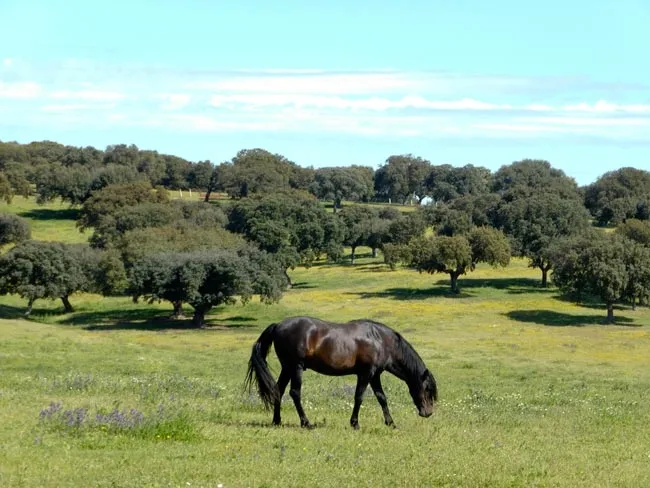 La Dehesa Salmantina es protagonista en la finca de Castro Enríquez. Fotos: Dip. de Salamanca