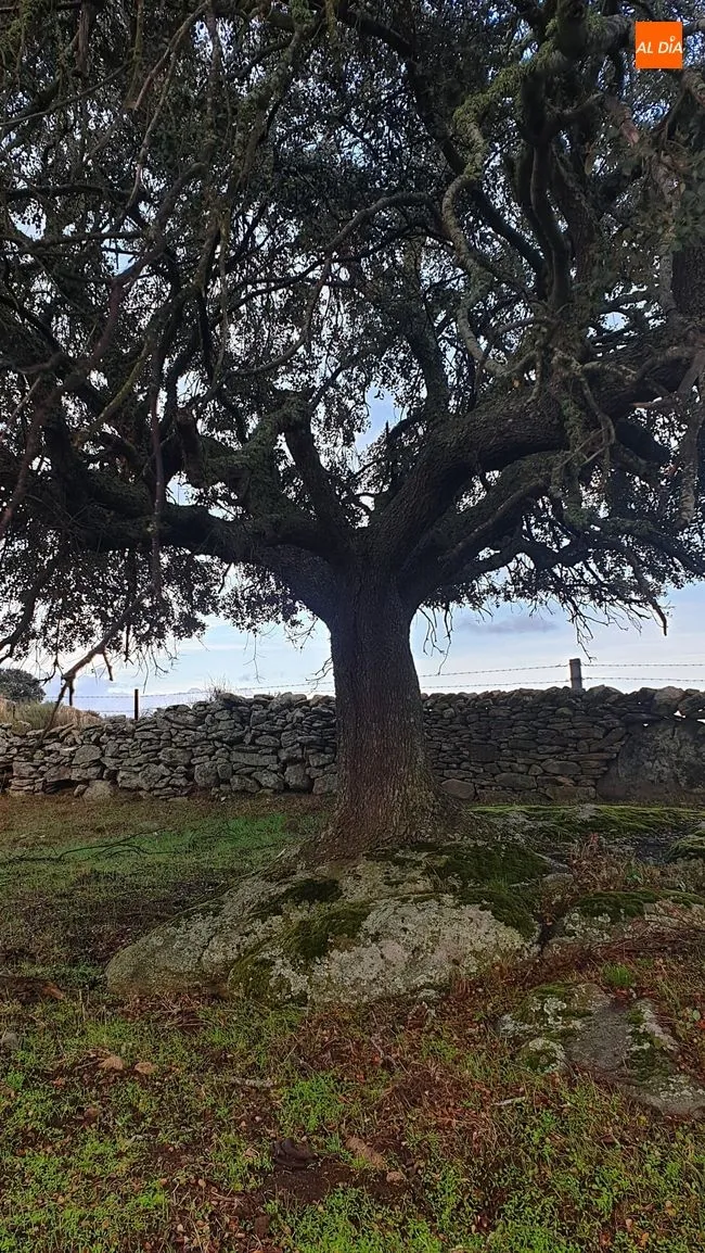 Foto 8 - El Torre&oacute;n de Sobradillo inicia noviembre con actividades de educaci&oacute;n mediambiental