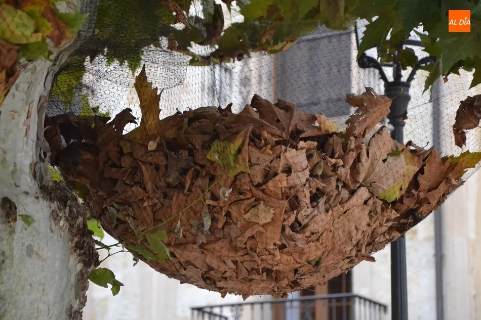 1Foto: Un briconsejo de jardinería para el otoño  