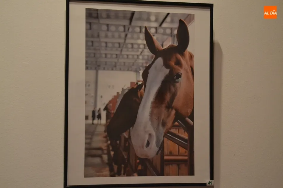 Foto 11 - Una veintena de im&aacute;genes opta a la victoria en el XVII Concurso Fotogr&aacute;fico de la Feria del...