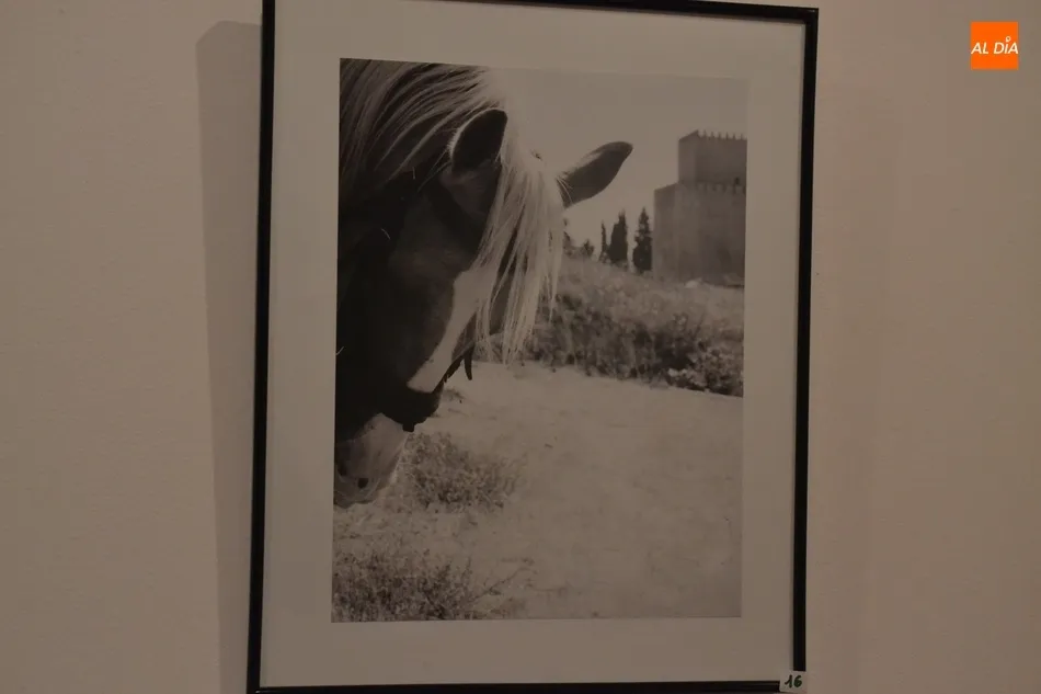 Foto 6 - Una veintena de im&aacute;genes opta a la victoria en el XVII Concurso Fotogr&aacute;fico de la Feria del...