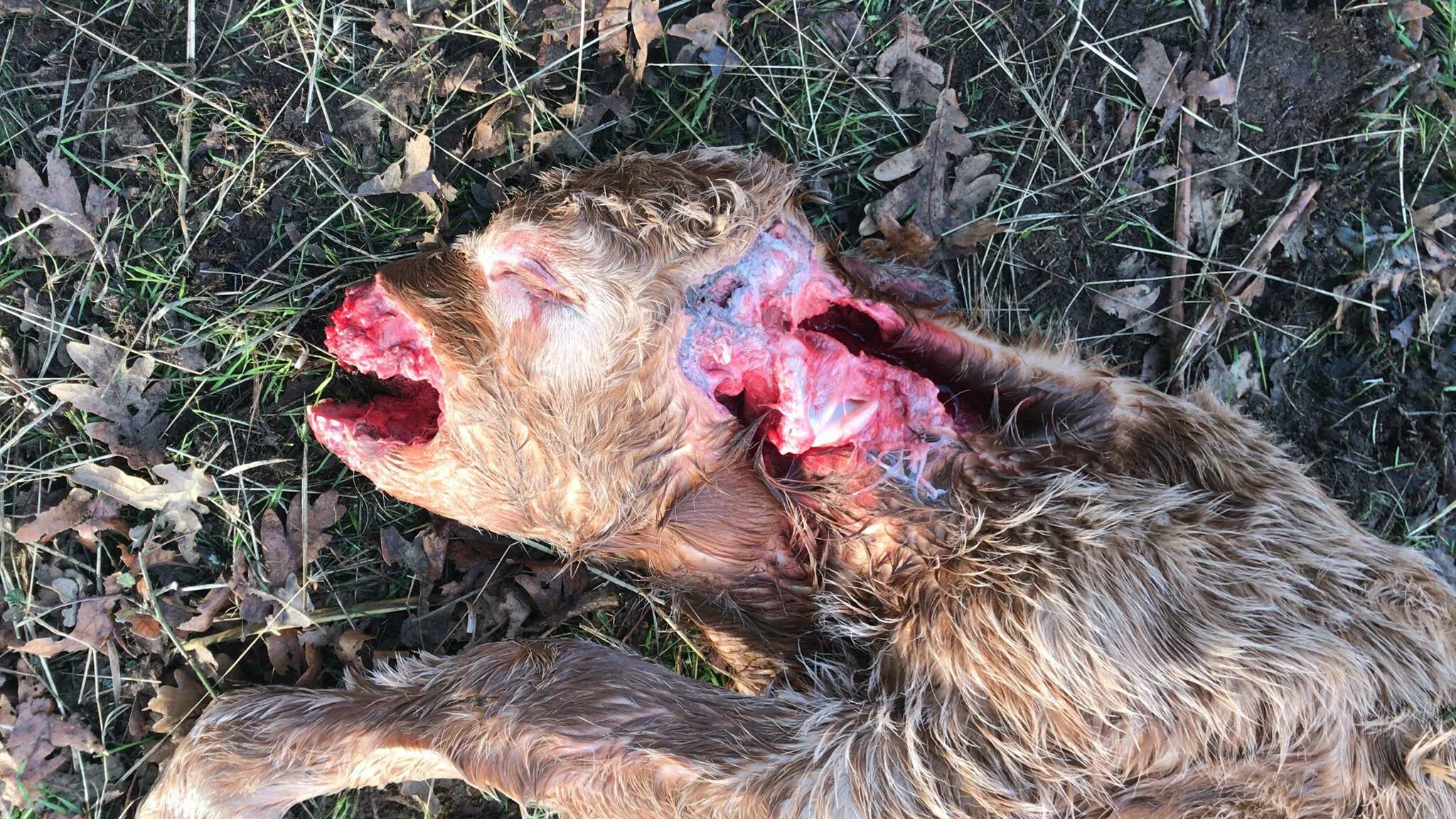 Imagen del becerro hallado muerto en Lumbrales víctima de un lobo / ABADUERO