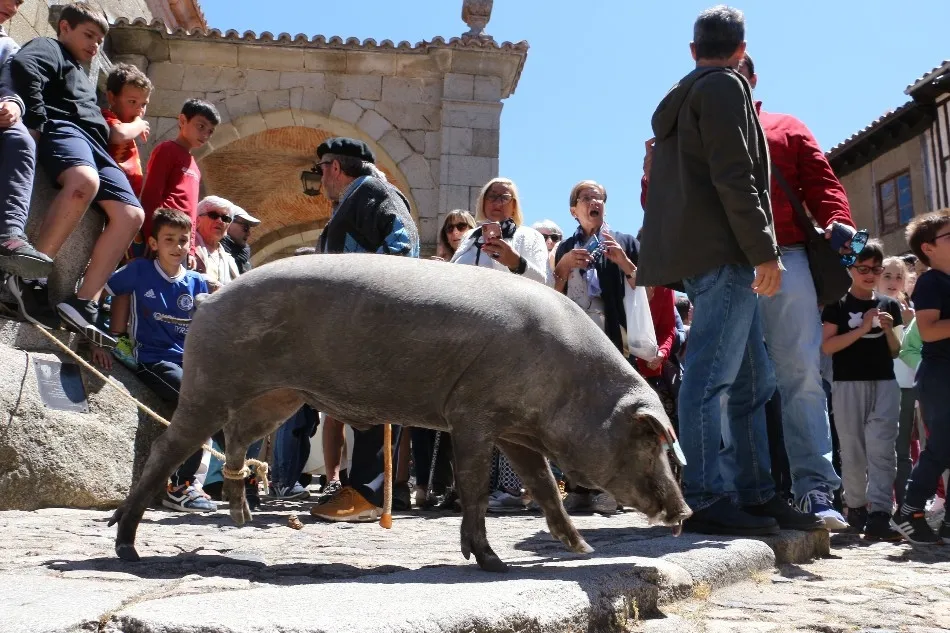 El cerdo fue bendecido, como cada año, en verano