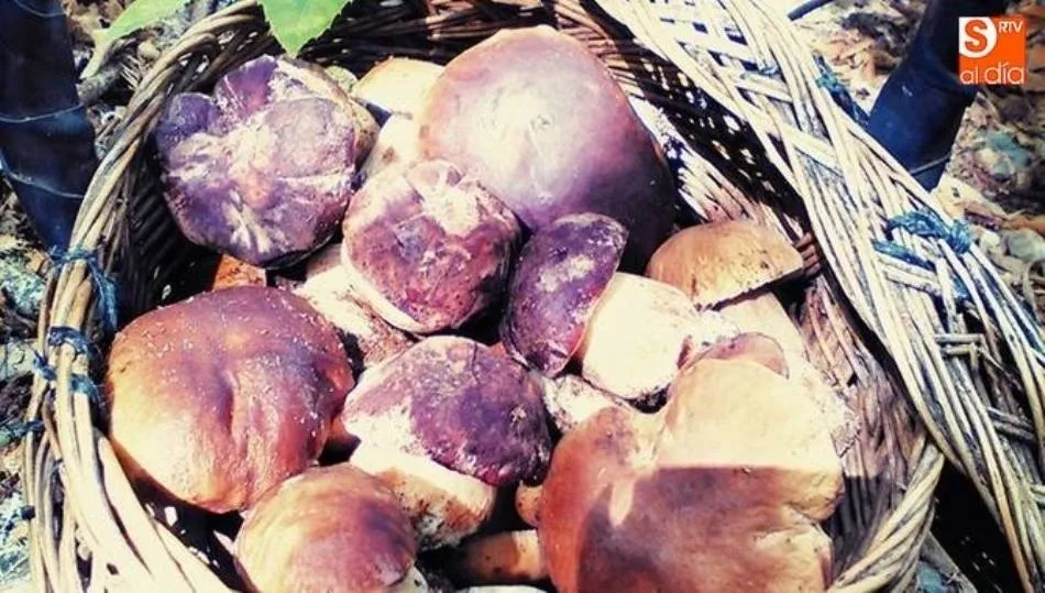 La Junta de Castilla y León organiza las XVIII Jornadas Gastronómicas Buscasetas 2019 / Archivo