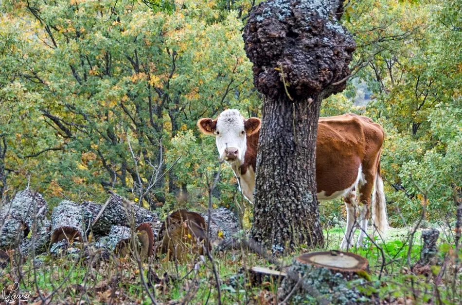 Armonía en el bosque