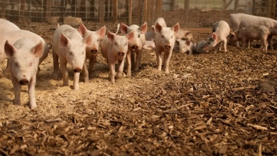 El censo de porcino en Corea del Sur ha estado creciendo en los últimos años