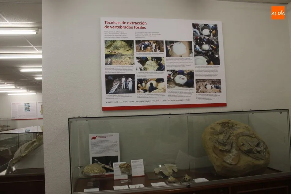 Foto 10 - La colecci&oacute;n paleontol&oacute;gica de la Sala de las Tortugas renueva sus contenidos y su espacio...