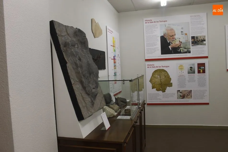 Foto 8 - La colecci&oacute;n paleontol&oacute;gica de la Sala de las Tortugas renueva sus contenidos y su espacio...