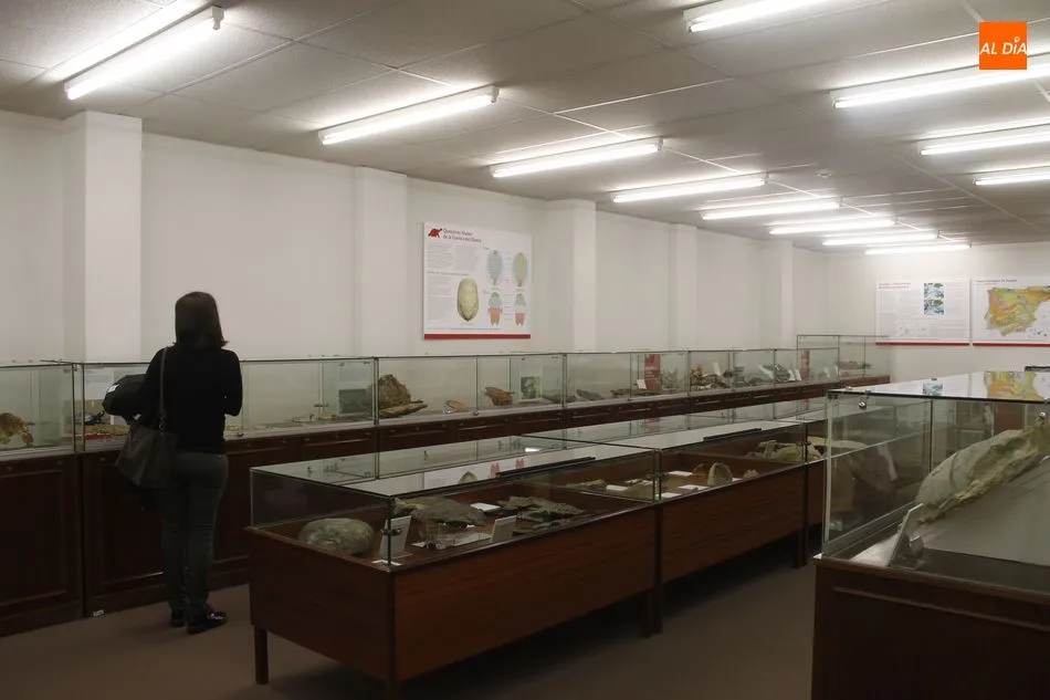 Foto 6 - La colecci&oacute;n paleontol&oacute;gica de la Sala de las Tortugas renueva sus contenidos y su espacio...