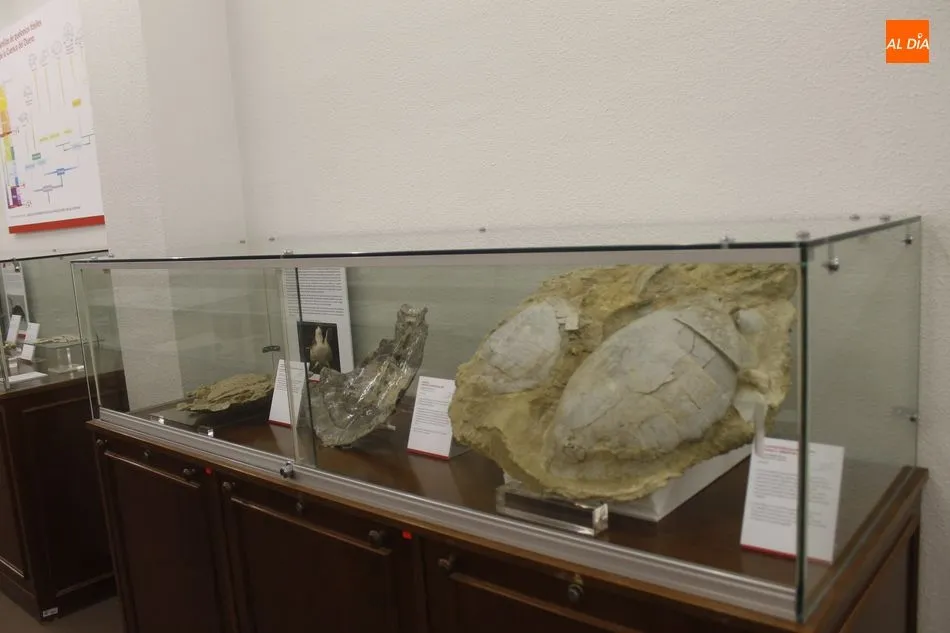 Foto 5 - La colecci&oacute;n paleontol&oacute;gica de la Sala de las Tortugas renueva sus contenidos y su espacio...