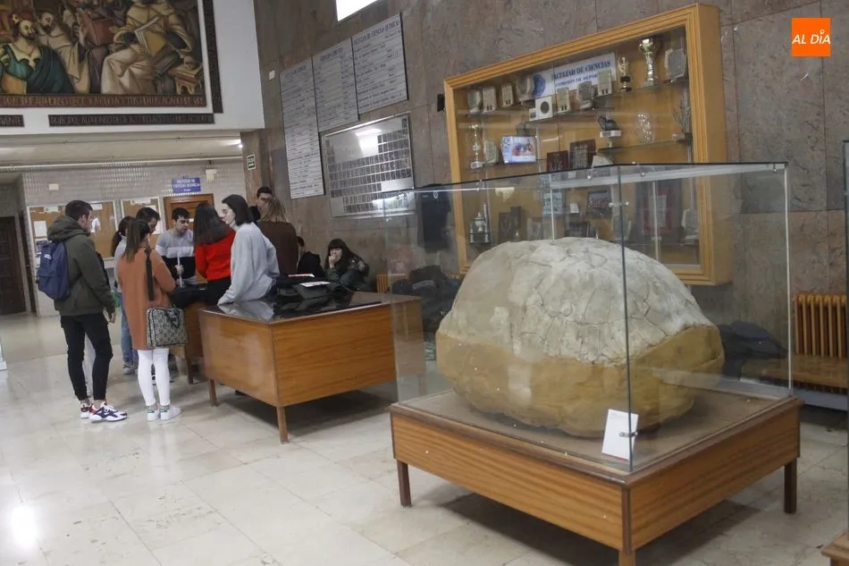 Foto 4 - La colecci&oacute;n paleontol&oacute;gica de la Sala de las Tortugas renueva sus contenidos y su espacio...