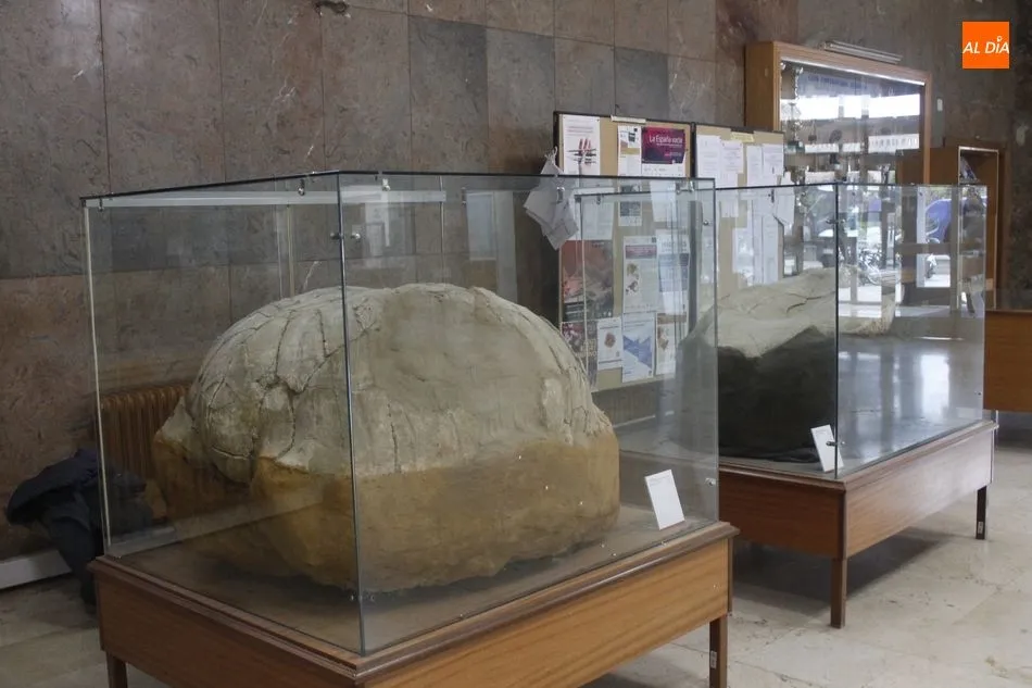 Foto 3 - La colecci&oacute;n paleontol&oacute;gica de la Sala de las Tortugas renueva sus contenidos y su espacio...