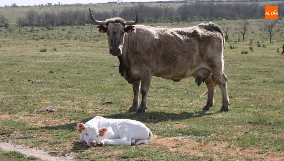 Los terneros para vida, tirados por los suelos / CORRAL