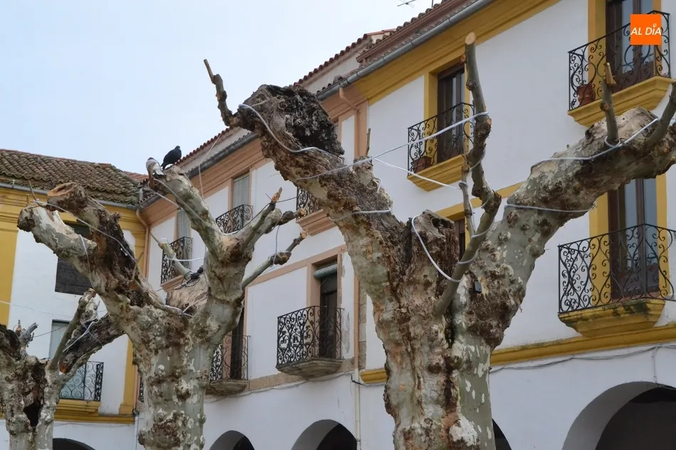 1Foto: La Plazuela del Buen Alcalde se viste de otoño... y casi de Navidad  