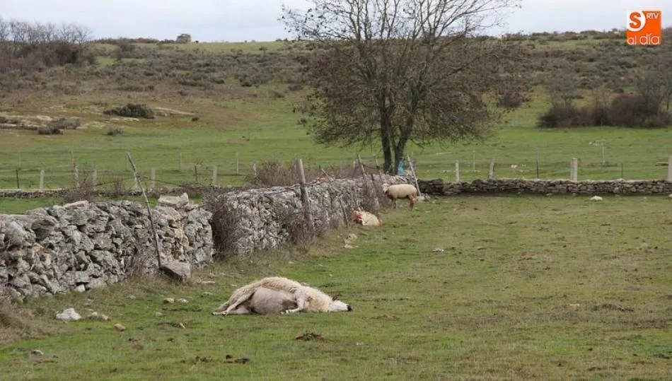 Ataque de lobo en Salamanca