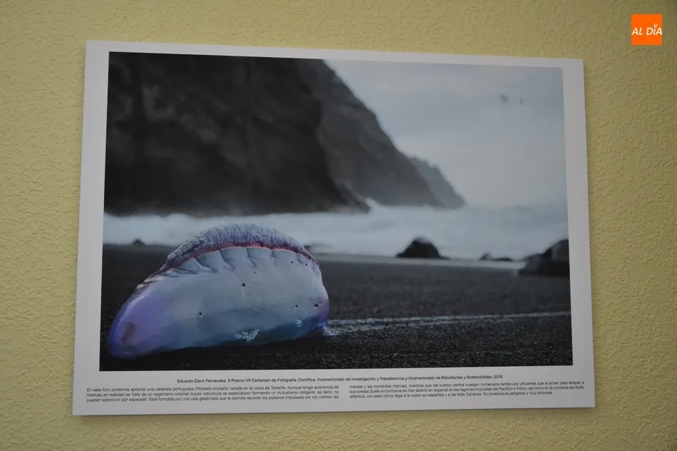 Foto 7 - Abierta la exposici&oacute;n fotogr&aacute;fica con la que debuta en Mir&oacute;briga la Semana de la Ciencia de la...