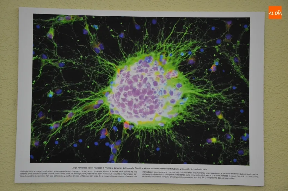 Foto 6 - Abierta la exposici&oacute;n fotogr&aacute;fica con la que debuta en Mir&oacute;briga la Semana de la Ciencia de la...