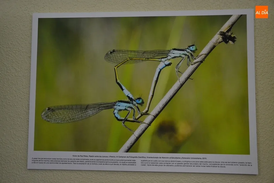 Foto 2 - Abierta la exposici&oacute;n fotogr&aacute;fica con la que debuta en Mir&oacute;briga la Semana de la Ciencia de la...