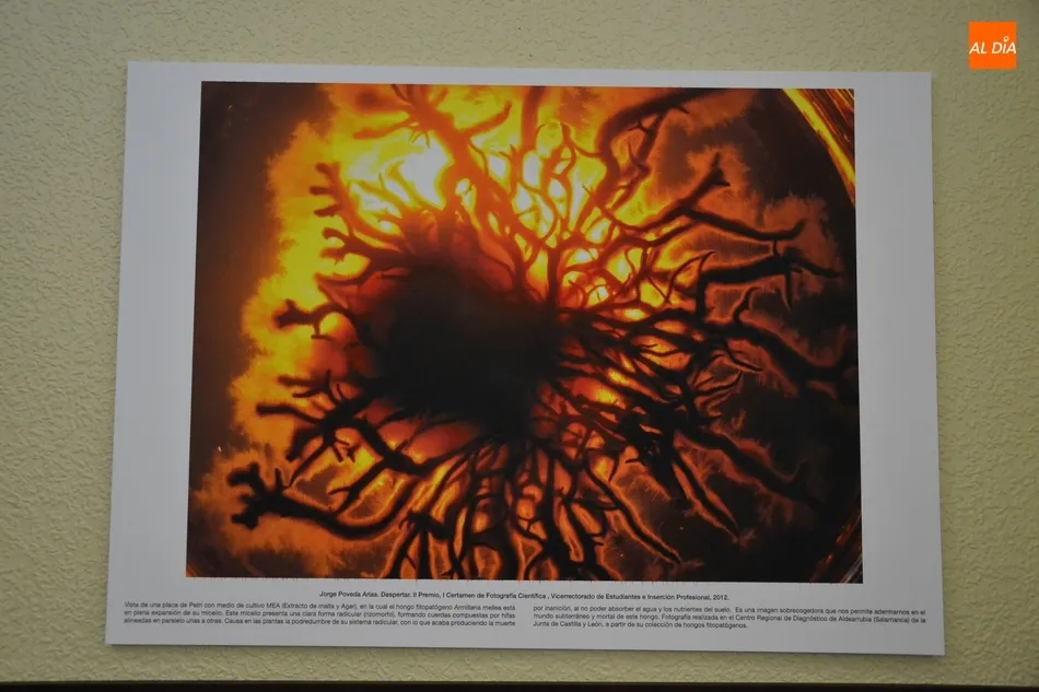 Foto 3 - Abierta la exposici&oacute;n fotogr&aacute;fica con la que debuta en Mir&oacute;briga la Semana de la Ciencia de la...
