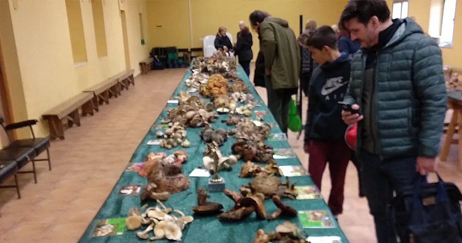 Foto 2 - Exposici&oacute;n micol&oacute;gica en la festividad de San Mart&iacute;n en Mart&iacute;n de Yeltes  