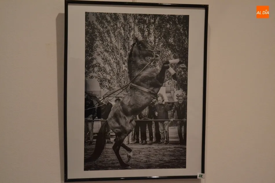 Foto 3 - Manuel Rico Cabrera gana el Concurso de Fotograf&iacute;a de la Feria del Caballo 2019  