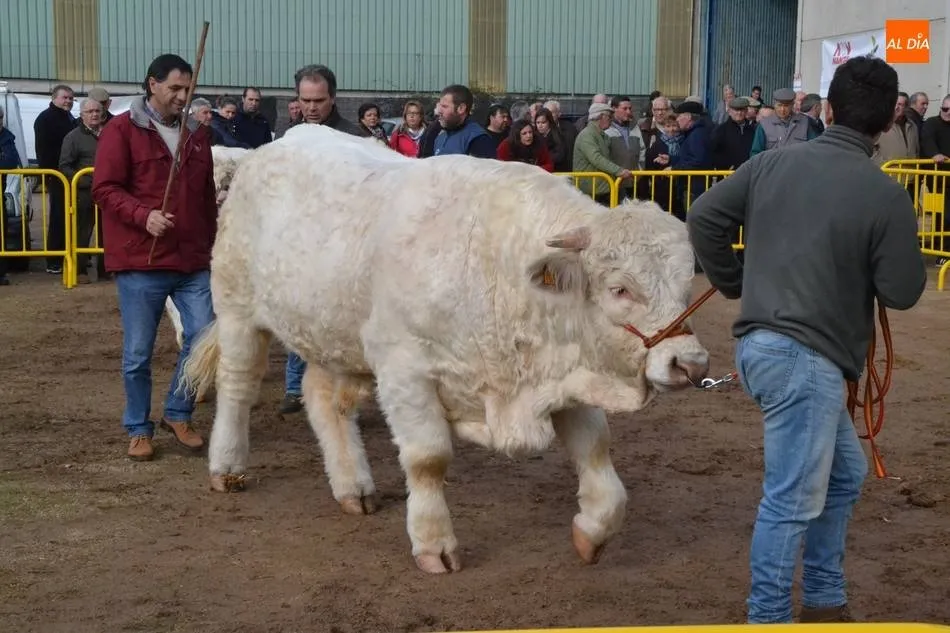 Este viernes se cierra la inscripción de ganado bovino para la Feria de San Andrés  