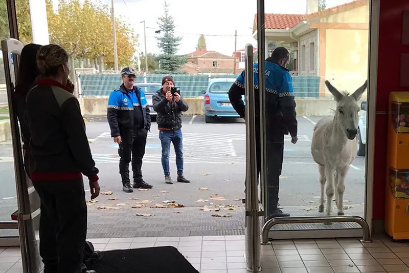 La aparición de un burro a las puertas de un gran establecimiento comercial sorprendía a clientes y personal