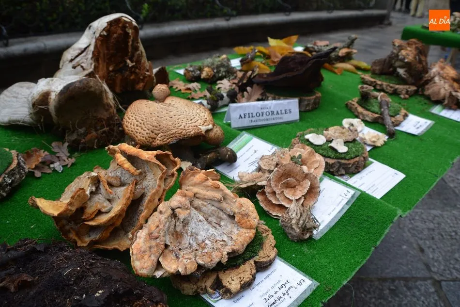 Foto 8 - La Sociedad Micol&oacute;gica Salmantina &lsquo;Lazarillo&rsquo; pone en marcha una exposici&oacute;n para celebrar sus ...