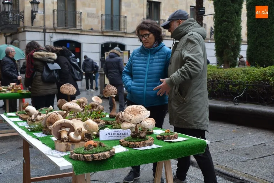 Foto 7 - La Sociedad Micol&oacute;gica Salmantina &lsquo;Lazarillo&rsquo; pone en marcha una exposici&oacute;n para celebrar sus ...